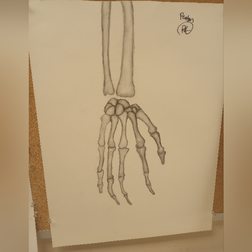 Anatomical Skeleton Art
